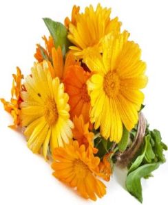 Calendula Oil