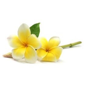 Frangipani Oil