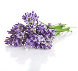 Lavender Oil