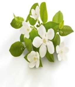 Neroli Oil