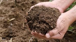 Organic Fertilizer