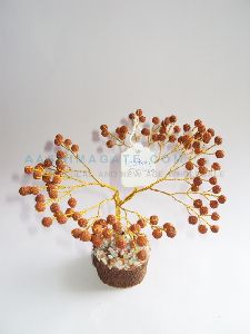 Rudraksha Tree