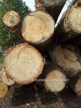 European Spruce Logs