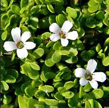 Bacopa Monnieri