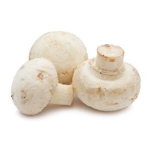 organic button mushroom