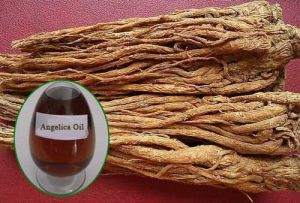 Angelica Root Essential Oil