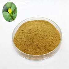 Bacopa Monnieri Extract Powder