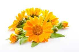 Calendula Floral Absolute Oil