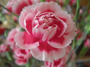 Carnation Floral Absolute Oil