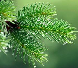 Pine Needle Essential Oil