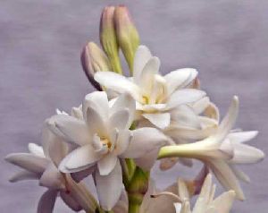 Tuberose Floral Absolute Oil