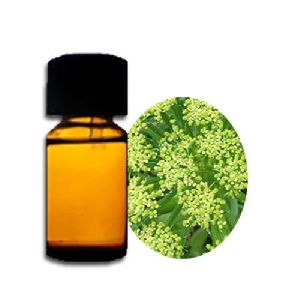 Angelica Absolute Oil