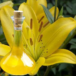 Lily Absolute Oil