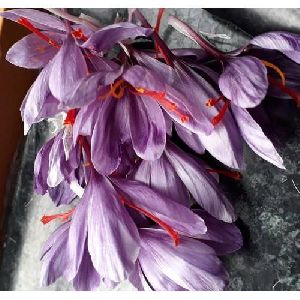 Fresh Saffron Flower Petals