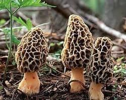 Kashmiri Morels