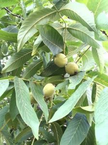 Kashmiri Walnuts