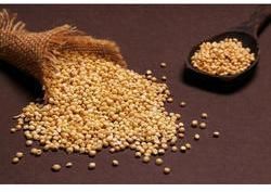 Fresh Jowar Seeds