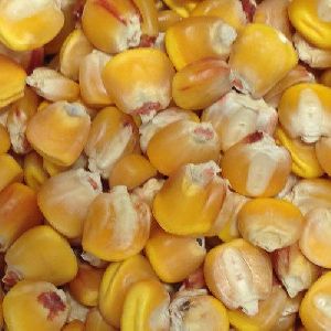 Hybrid Yellow Maize Seeds