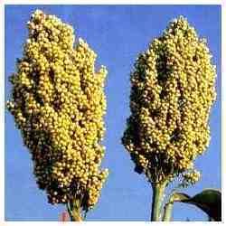 Indian Jowar Seeds