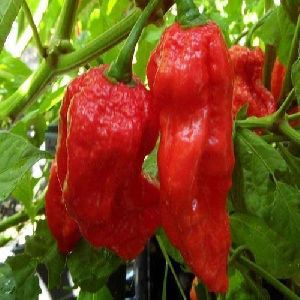 King Red chilli