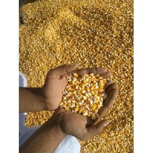 natural yellow maize