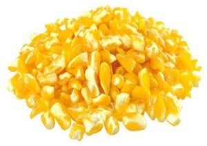 Non GMO yellow maize