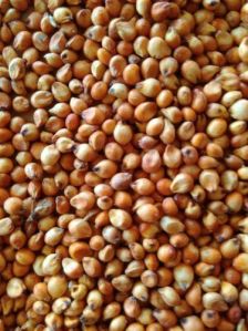 Red Jowar Seeds