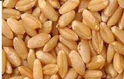 Sortex Wheat