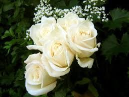 Beautiful White Rose