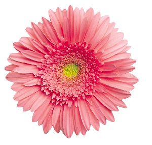 Fresh Baby Pink Fiery Gerbera