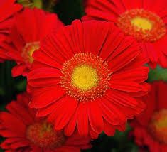 Fresh Red Fiery Gerbera