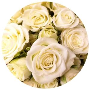 Organic White Rose