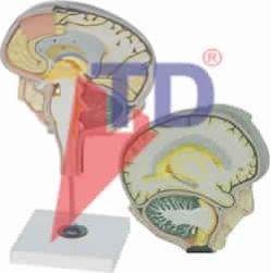 BRAIN SECTION MODEL