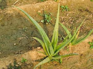 Aloe Vera Baby Plant