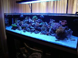 acrylic aquarium