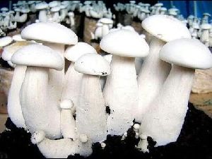 Dry Milky White Mushroom