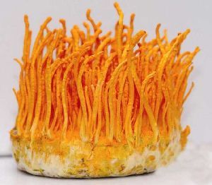 Dried Cordyceps Militaris