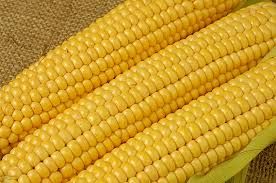 dried yellow maize