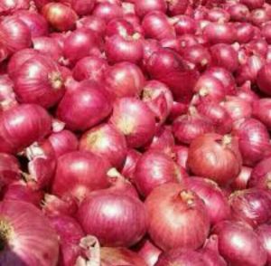 Fresh Organic Red Onion