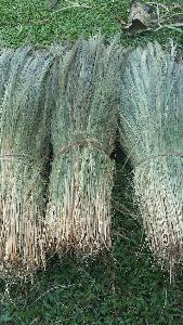 Silchar Broom Grass