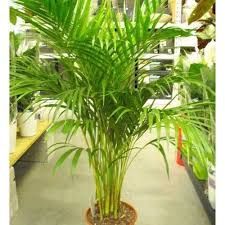 Areca Palm Plant