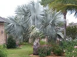 Bismarckia Palm Plant