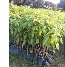 Mahogany Plant