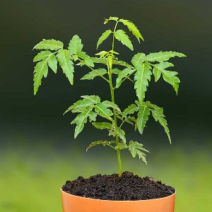 Neem Plant