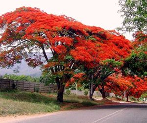 Royal Poinciana Plant