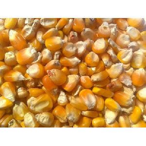 Natural Maize Cattle Feed