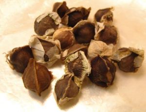 Drumstick Seeds