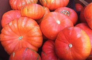 Fresh Red Pumpkin