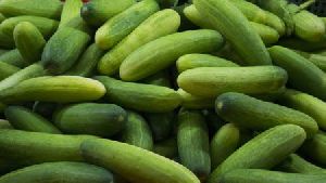 Fresh Cucumber