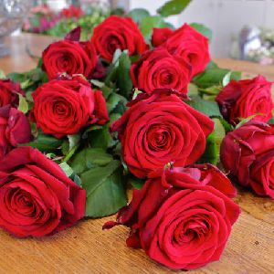 Fresh Red Roses